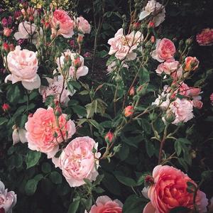 开处见血的免费视频
